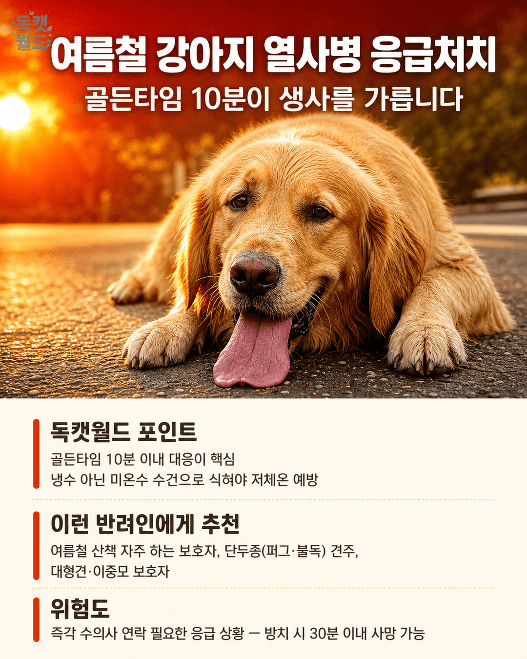 여름철 강아지 열사병 응급처치 — 골든타임 10분이 생사를 가릅니다