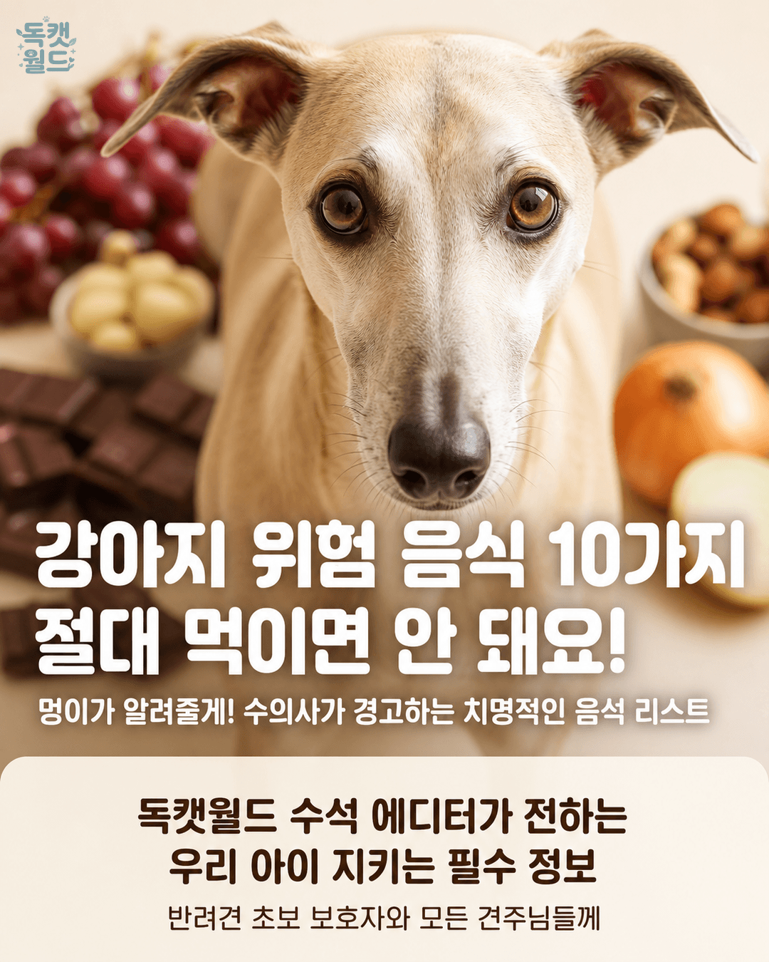 강아지가 포도를 먹으면 죽을 수도 있다 — 절대 먹이면 안 되는 음식 10가지