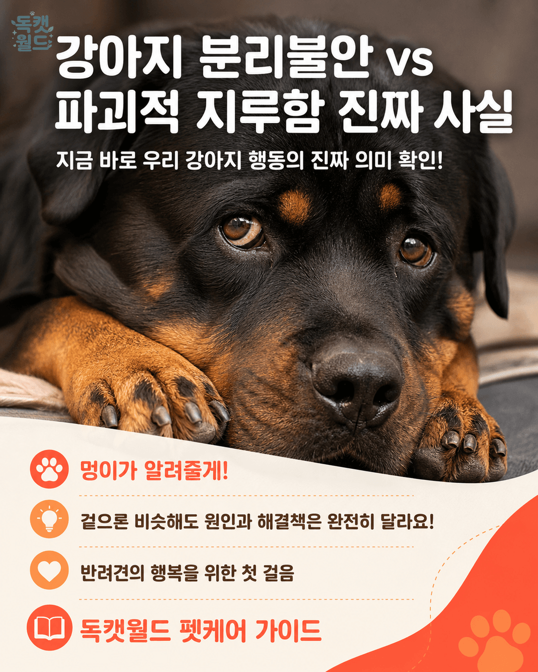강아지 분리불안 vs 파괴적 지루함 — 같아 보이지만 완전히 다른 두 문제
