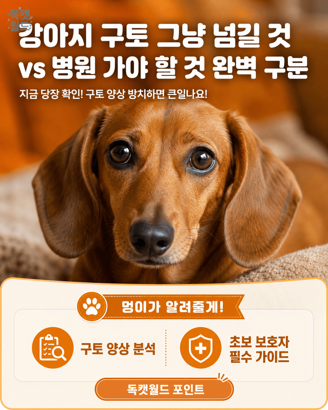 강아지 구토 — 그냥 넘길 것 vs 즉시 병원 가야 할 것 완벽 구분