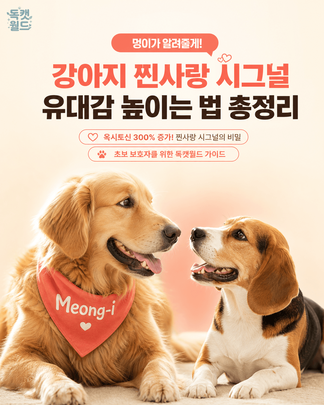 강아지 찐사랑 시그널, 유대감 높이는 법