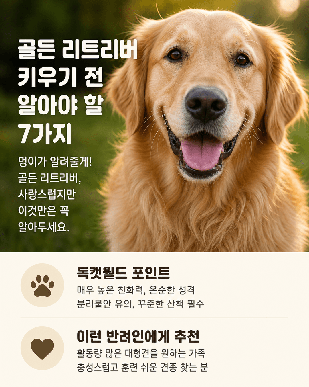 골든 리트리버 키우기 전 알아야 할 7가지