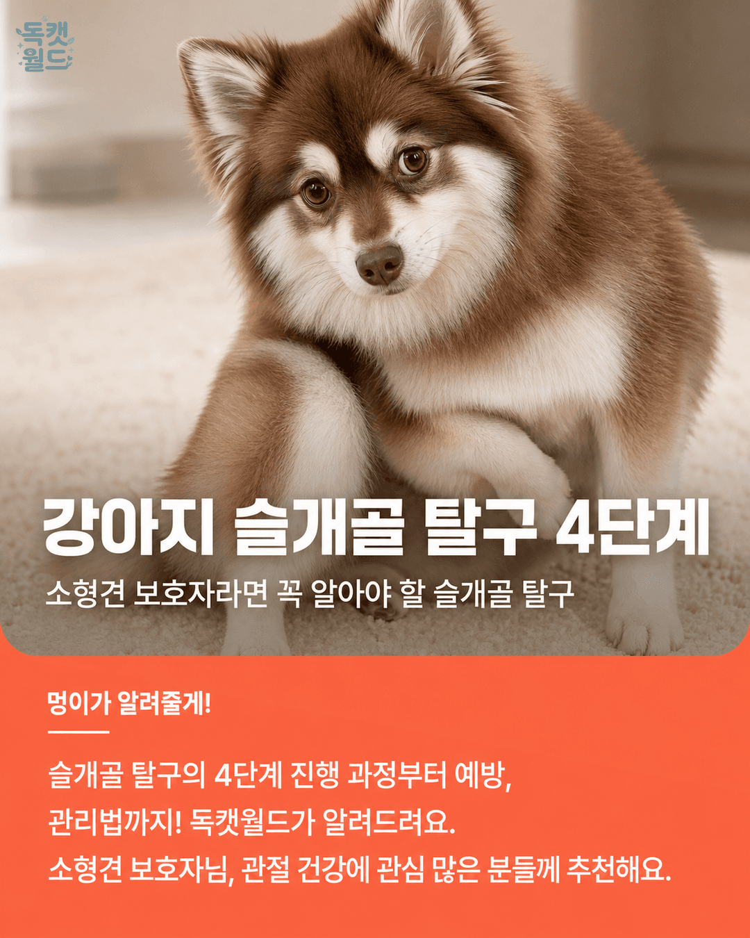 강아지 슬개골 탈구 4단계 — 소형견 보호자라면 반드시 알아야 할 것