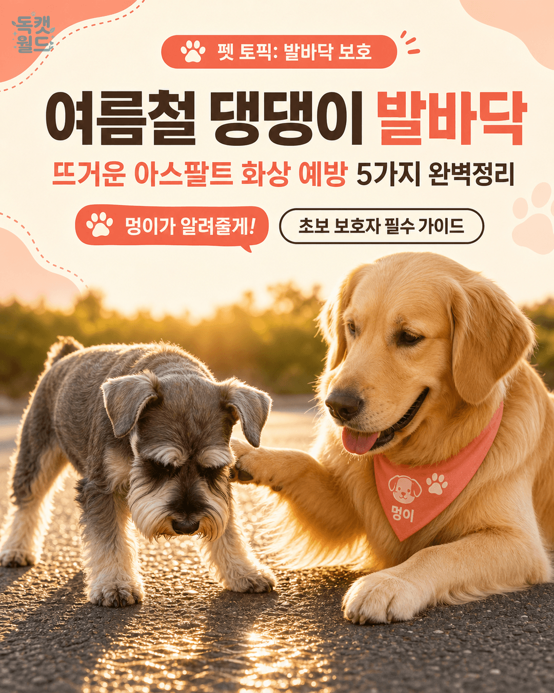 여름철 우리 댕댕이 발바닥 보호 A to Z: 뜨거운 아스팔트로부터 우리 아이 지키기